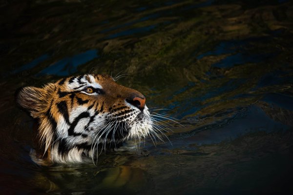 les jeux vidéo de gestion de zoo pour prendre soin des animaux et satisfaire les visiteurs